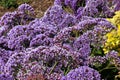 Limonium perezii, Perez`s sea lavender