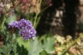 Limonium Perezii Royalty Free Stock Photo