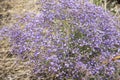 Limonium platyphyllum flowers background