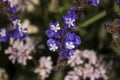 Limonium Plumbaginaceae - small white and blue summer flowers in the garden. Background