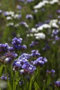 Limonium Plumbaginaceae - small white and blue summer flowers grow in the garden. Background