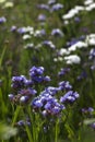 Limonium Plumbaginaceae - small white and blue summer flowers grow in the garden. Background