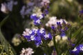 Limonium Plumbaginaceae - small white and blue summer flowers grow in the garden. Background