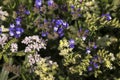 Limonium Plumbaginaceae - small white and blue summer flowers grow in the garden. Background, top view