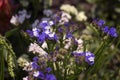 Limonium Plumbaginaceae - small white and blue summer flowers grow in the garden, pink dahlia in the background