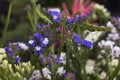 Limonium Plumbaginaceae - small white and blue summer flowers grow in the garden, pink dahlia in the background