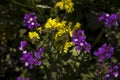 Limonium Plumbaginaceae - small yellow and lilac flowers limonium grow and bloom in summer in the garden. Background