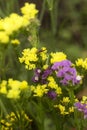 Limonium Plumbaginaceae - small yellow and lilac flowers limonium grow and bloom in summer in the garden, stink insect on a
