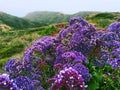 Purple Limonium