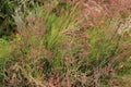 Limonium santapolense plant