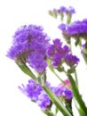 limonium in studio Royalty Free Stock Photo