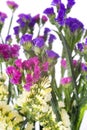limonium in studio Royalty Free Stock Photo