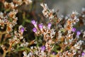 Limonium serotinum flowers growing on the rock