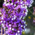 Limonium sinuatum, commonly known wavyleaf sea lavender, statice, sea lavender, notch leaf marsh rosemary, sea pink, is a Royalty Free Stock Photo
