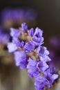 Limonium sinuatum, commonly known as wavyleaf sea lavender, statice, sea lavender, notch leaf marsh rosemary, sea pink Royalty Free Stock Photo