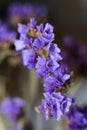 Limonium sinuatum, commonly known as wavyleaf sea lavender, statice, sea lavender, notch leaf marsh rosemary, sea pink Royalty Free Stock Photo