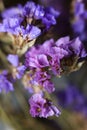 Limonium sinuatum, commonly known as wavyleaf sea lavender, statice, sea lavender, notch leaf marsh rosemary, sea pink Royalty Free Stock Photo
