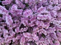 Limonium sinuatum flower Royalty Free Stock Photo