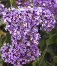 Limonium sinuatum Royalty Free Stock Photo