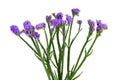 Limonium sinuatum Flower Royalty Free Stock Photo