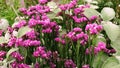 Limonium sinuatum. Pink two-colored Statice . Royalty Free Stock Photo