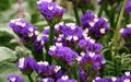 Limonium sinuatum. Sea Lavender. Statice.