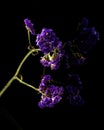 Limonium sinuatum Statice Salem flower isolated on black Royalty Free Stock Photo
