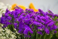 Limonium sinuatum Statice Salem flower, violet tiny flowers in vase Royalty Free Stock Photo