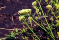 Limonium sinuatum, syn. wavyleaf sea lavender, statice, sea lavender, notch leaf marsh rosemary, sea pink, is a Mediterranean