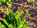 Limonium sinuatum, syn. wavyleaf sea lavender, statice, sea lavender, notch leaf marsh rosemary, sea pink, is a Mediterranean Royalty Free Stock Photo