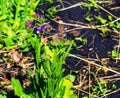 Limonium sinuatum, syn. wavyleaf sea lavender, statice, sea lavender, notch leaf marsh rosemary, sea pink, is a Mediterranean