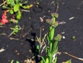 Limonium sinuatum, syn. wavyleaf sea lavender, statice, sea lavender, notch leaf marsh rosemary, sea pink, is a Mediterranean