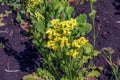 Limonium sinuatum, syn. wavyleaf sea lavender, statice, sea lavender, notch leaf marsh rosemary, sea pink, is a Mediterranean