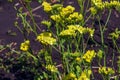 Limonium sinuatum, syn. wavyleaf sea lavender, statice, sea lavender, notch leaf marsh rosemary, sea pink, is a Mediterranean Royalty Free Stock Photo