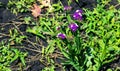 Limonium sinuatum, syn. wavyleaf sea lavender, statice, sea lavender, notch leaf marsh rosemary, sea pink, is a Mediterranean Royalty Free Stock Photo