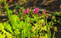 Limonium sinuatum, syn. wavyleaf sea lavender, statice, sea lavender, notch leaf marsh rosemary, sea pink, is a Mediterranean Royalty Free Stock Photo