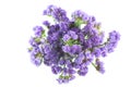 Limonium statice or paper flower