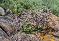 Limonium vulgare flower in flower in July on salt-rich coast of North Devon, England, UK. Taw estuary.