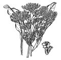 Limonium Vulgare vintage illustration