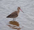 Limosa limosa aka Black tailed Godwit.