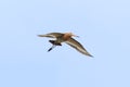 Limosa Limosa. Black-tailed Godwit circling their possessions