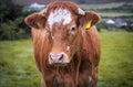 Brown limousin cow Royalty Free Stock Photo