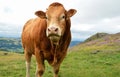 Limousin bull breed Royalty Free Stock Photo