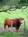 Limousin Bull in the Morvan region, FRANCE Royalty Free Stock Photo