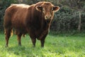 Limousin bull Royalty Free Stock Photo