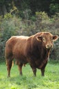 Limousin bull Royalty Free Stock Photo