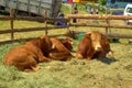 Limousin Bulls at Livestock Fair