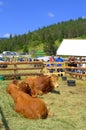 Limousin Bulls at Livestock Fair