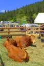 Limousin Bulls at Livestock Fair