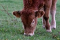 Limousin calf grazing in a meadow of Luxembourg